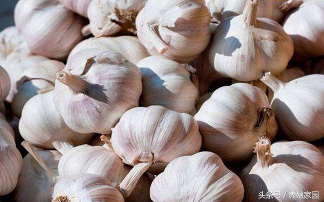 鸡白痢最快最好的治疗方法,鸡病白痢怎么治