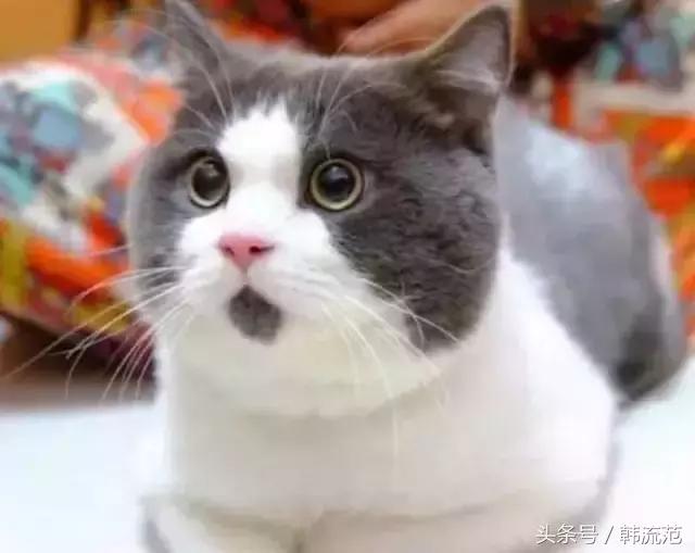 whoo里面那个金棒干嘛用的,whoo万能棒