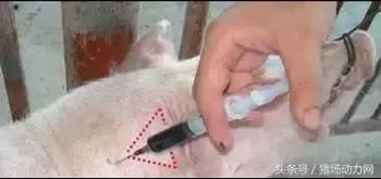 给猪打针起包怎么处理,怎样克服给猪打针的恐惧