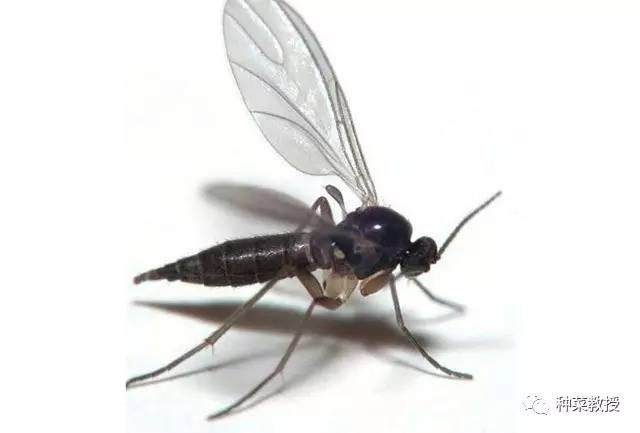 消灭小黑飞最高效最彻底的方法,消灭小黑飞的绝招自己做