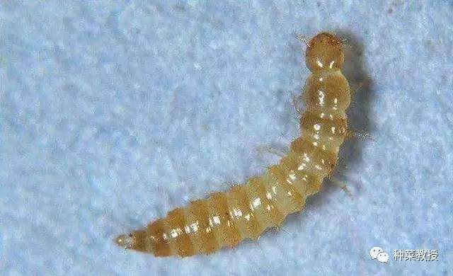 消灭小黑飞最高效最彻底的方法,消灭小黑飞的绝招自己做