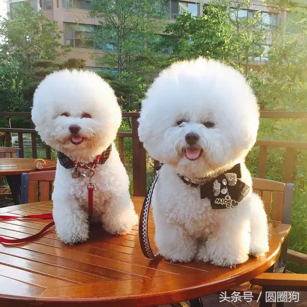 名犬比熊犬价格,世界名犬泰迪犬