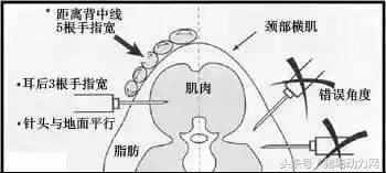 给猪打针起包怎么处理,怎样克服给猪打针的恐惧