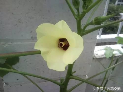 秋葵花盆栽的方法,黄秋葵阳台种植