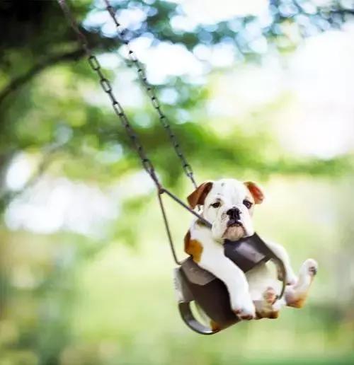 英牛适合在室内养吗,英牛到底好不好养