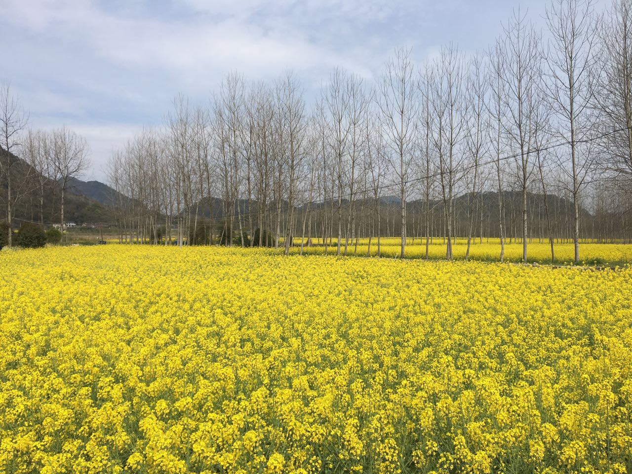 返璞归真原唱歌曲,返璞归真原唱完整版