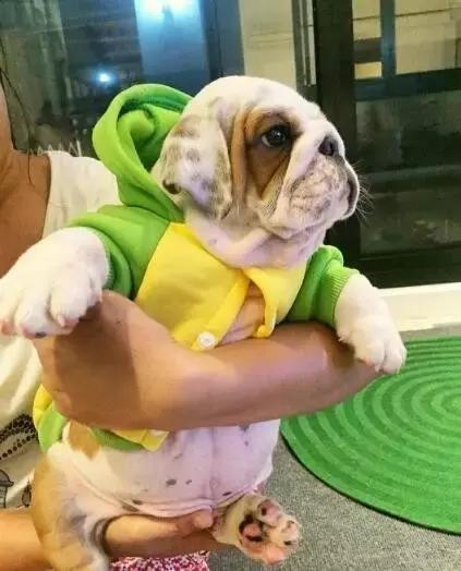 本山大叔赵本山,本山大叔和一猫一狗