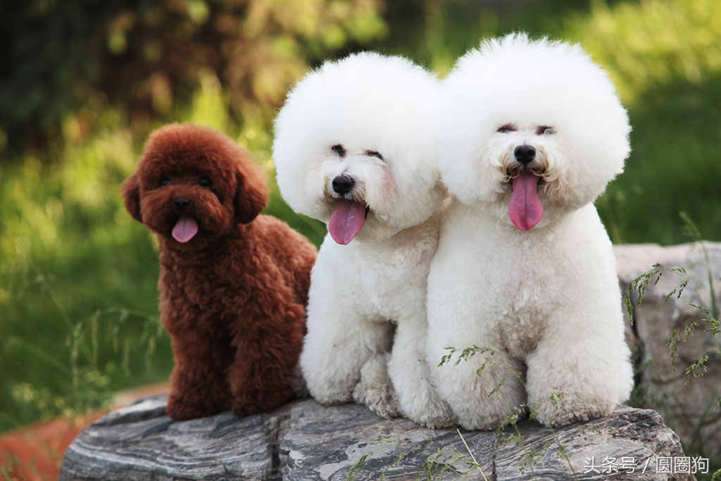 名犬比熊犬价格,世界名犬泰迪犬