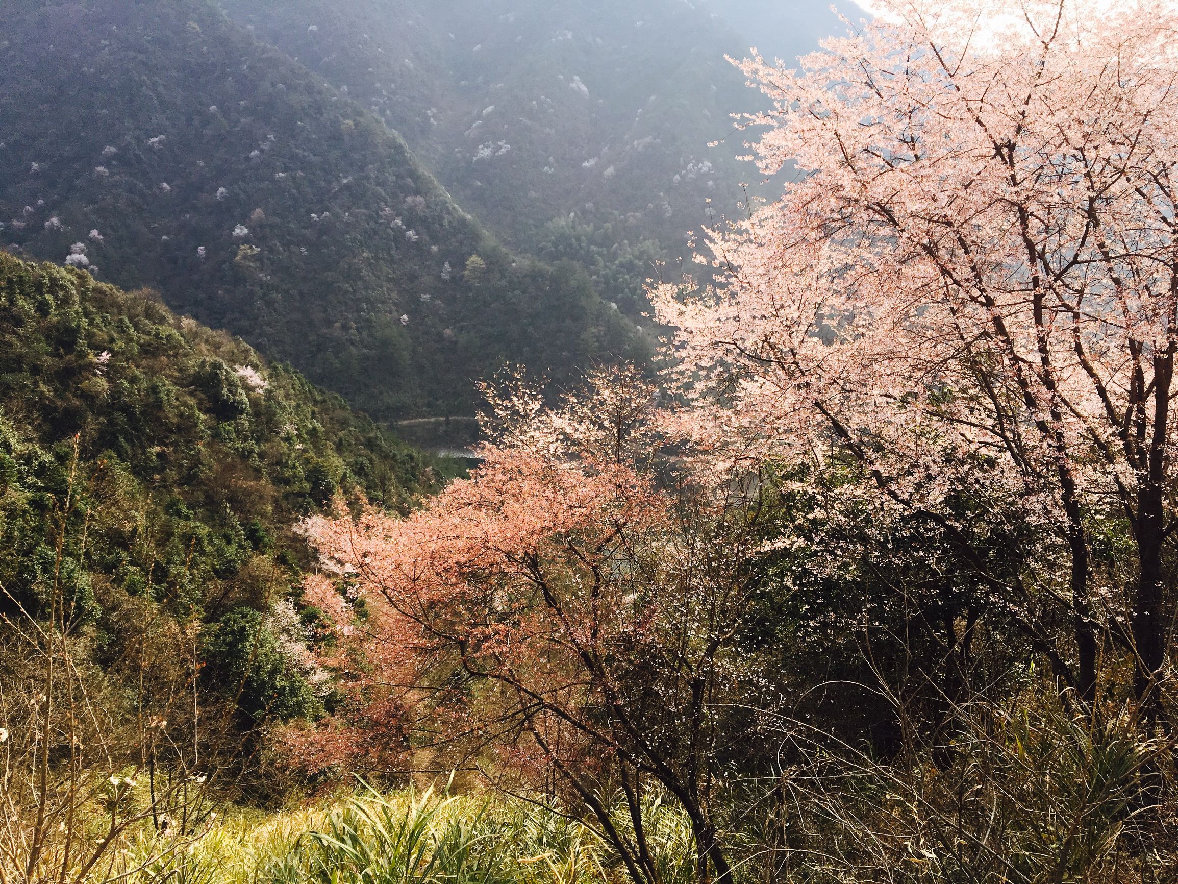 返璞归真原唱歌曲,返璞归真原唱完整版