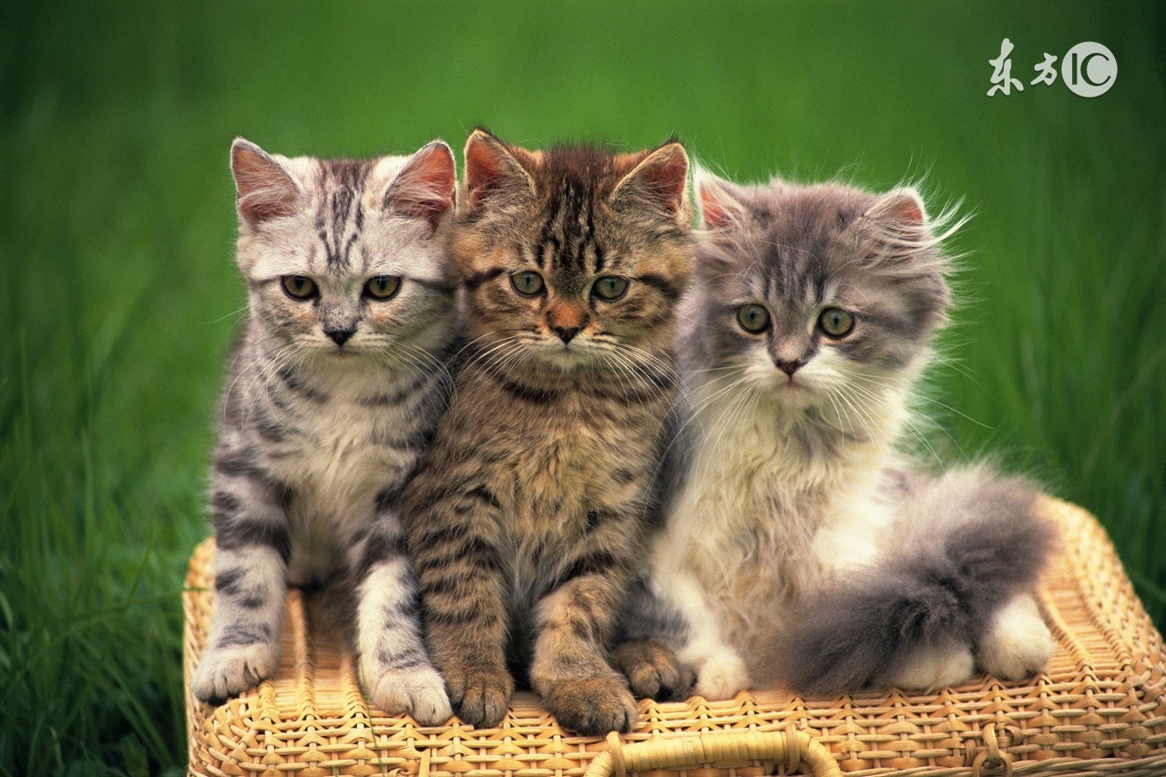 猫咪生病不吃东西了该怎么办,猫咪没有生病就是不吃东西怎么办