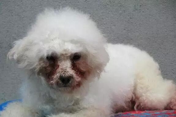 为何它眼旁常有泪痕，不要以为它是爱你爱得深沉！