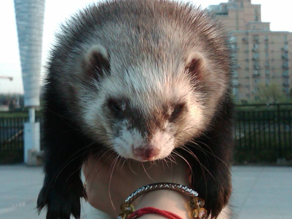 萌萌哒宠物貂,宠物貂怎么养好看又便宜