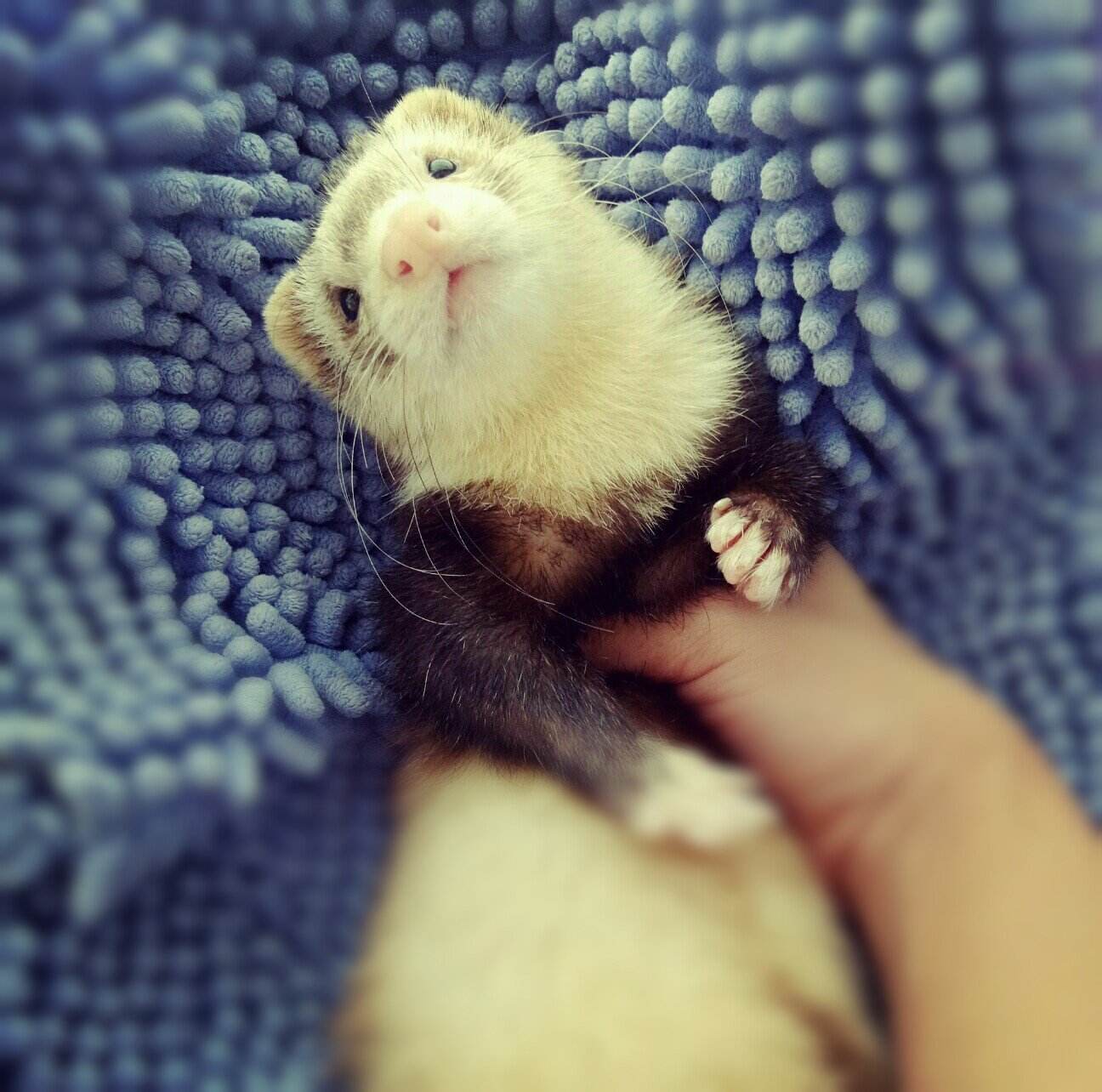 萌萌哒宠物貂,宠物貂怎么养好看又便宜