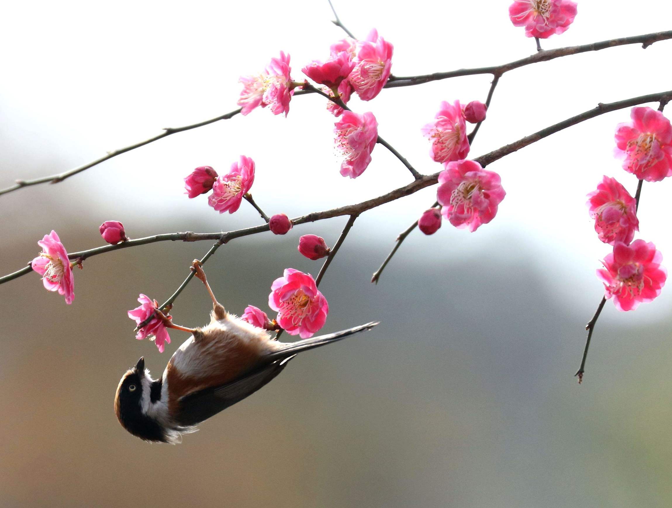 大姨妈推迟一周了能测出怀孕吗,月经推迟两天是例假还是怀孕见红