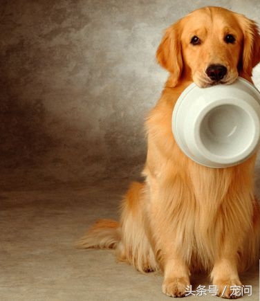 狗贩子让喂20粒狗粮怎么办,为什么卖家说狗只能吃一点点狗粮