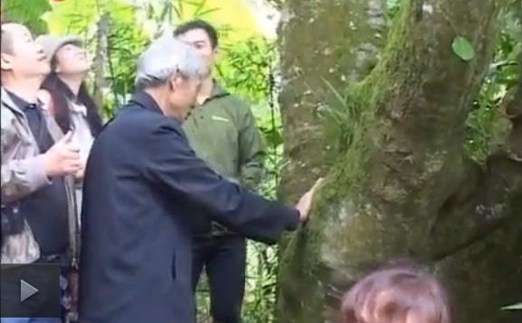 云南普洱茶古茶树年龄界定,普洱茶最老茶树排名榜