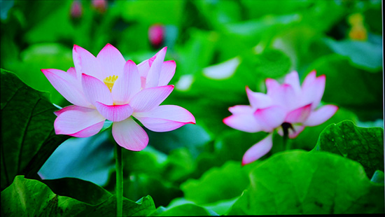 富士康夏普60寸哪款好,富士康axi设备