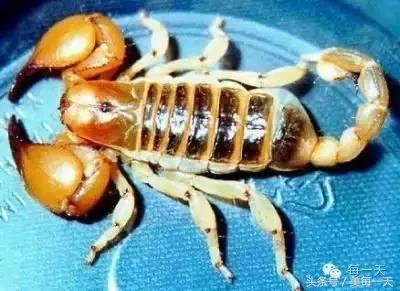 野外被蜈蚣蜇伤后应采取哪些措施,在家被蜈蚣咬最快解决方法