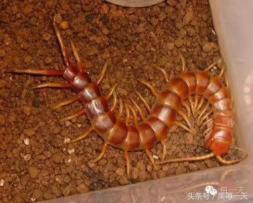 野外被蜈蚣蜇伤后应采取哪些措施,在家被蜈蚣咬最快解决方法