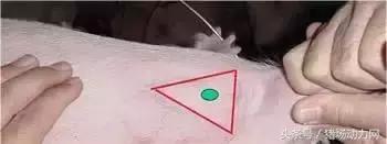 给猪打针起包怎么处理,怎样克服给猪打针的恐惧
