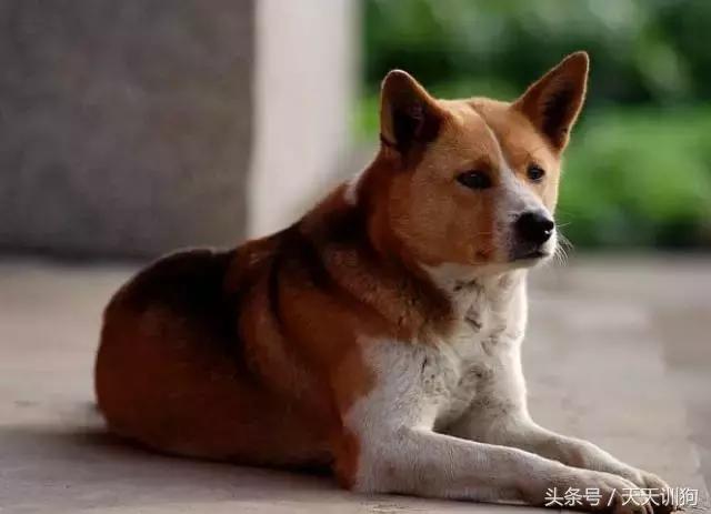 为什么农村不给养土狗,农村养狗跟城里的就是不一样