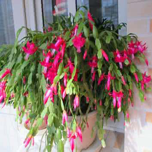 这些花不仅好看还可以做药材？一物多用，第8个还可以治高血压！