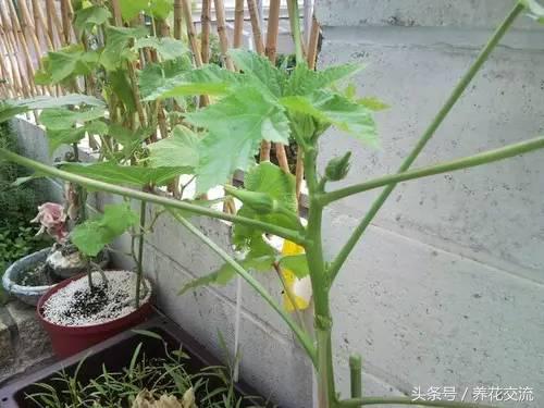 秋葵花盆栽的方法,黄秋葵阳台种植