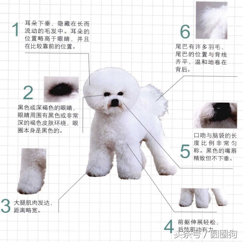 名犬比熊犬价格,世界名犬泰迪犬