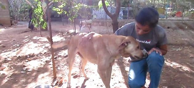 狗狗下巴长了一个小肉球,狗狗下巴长了一个包