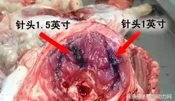 给猪打针起包怎么处理,怎样克服给猪打针的恐惧