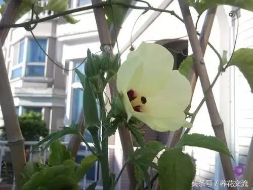 秋葵花盆栽的方法,黄秋葵阳台种植
