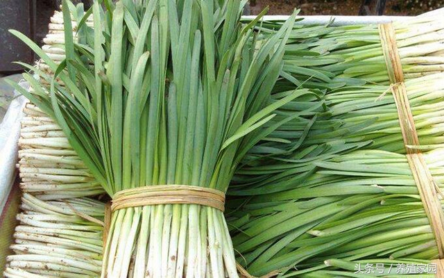 鸡白痢最快最好的治疗方法,鸡病白痢怎么治