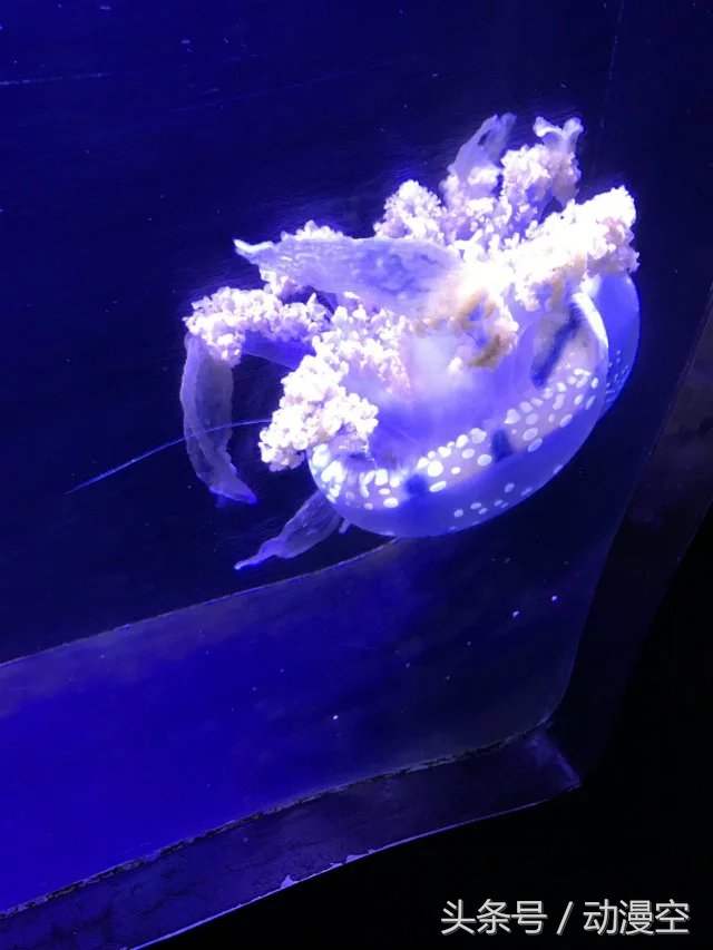 假期去香港澳门玩,近期旅游香港澳门之旅