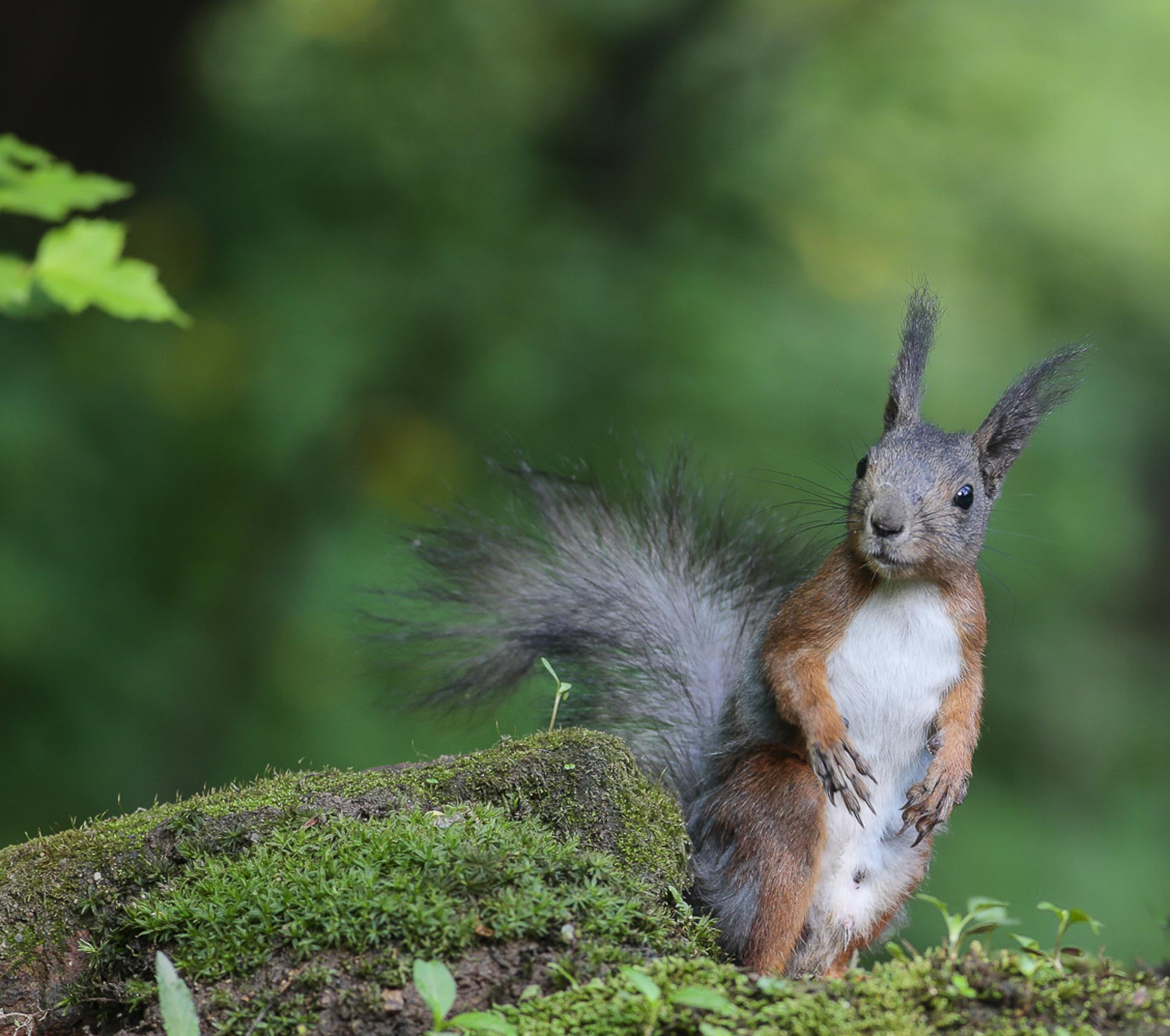 大魔王松鼠怎么驯服,松鼠魔王怎么饲养
