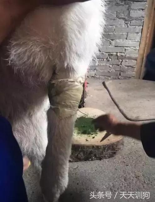 为什么农村不给养土狗,农村养狗跟城里的就是不一样