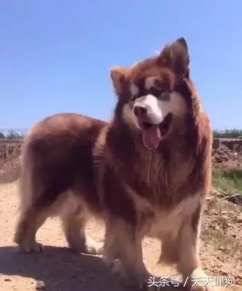 为什么农村不给养土狗,农村养狗跟城里的就是不一样