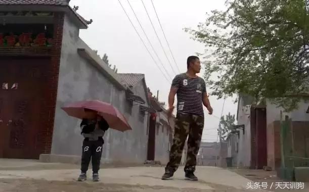 为什么农村不给养土狗,农村养狗跟城里的就是不一样