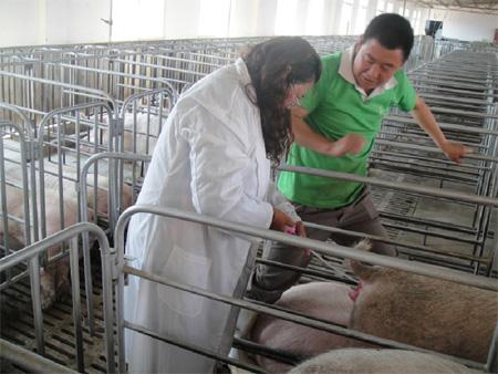 养猪人要关注公猪和母猪,养猪人工授精优缺点