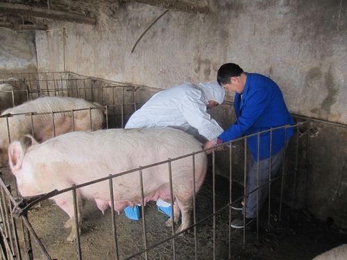 养猪人要关注公猪和母猪,养猪人工授精优缺点