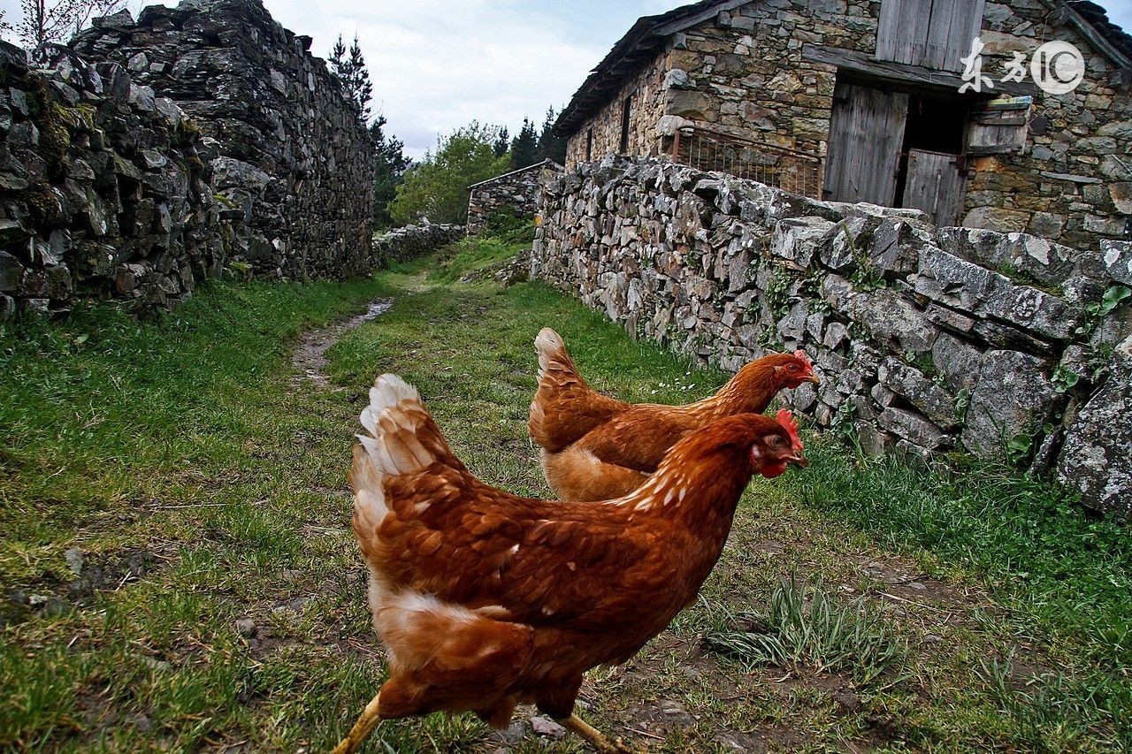 母鸡太肥不下蛋的治疗,为什么母鸡不怎么下蛋