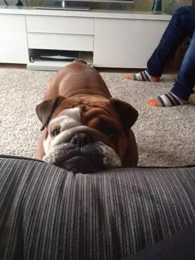 英牛适合在室内养吗,英牛到底好不好养