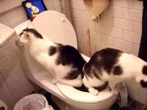 养猫家里异味怎么处理,租房养猫搬走如何消除异味