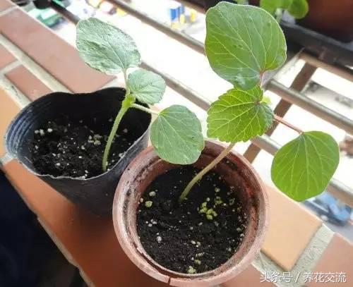 秋葵花盆栽的方法,黄秋葵阳台种植