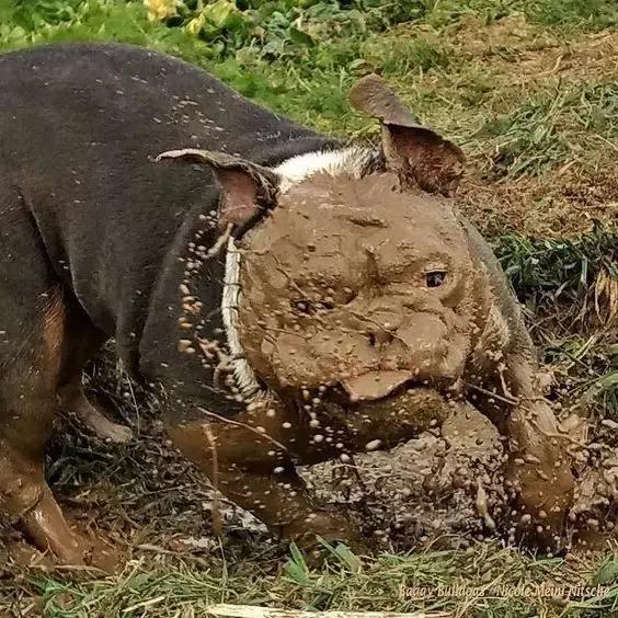 英牛适合在室内养吗,英牛到底好不好养