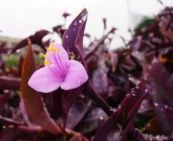 鸭跖草花的图片,紫鸭跖草花图片