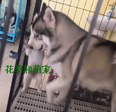 博美脾气比别的狗是暴躁还是温顺,博美脾气大越打越凶怎么解决