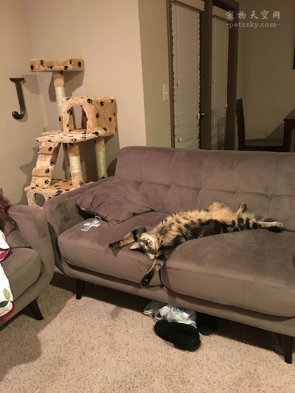 为什么猫咪会喜欢猫薄荷,为什么猫咪喜欢薄荷鱼