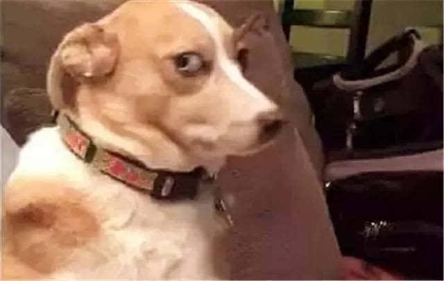 狗行为训错了怎么纠正,狗狗的行为纠正20期