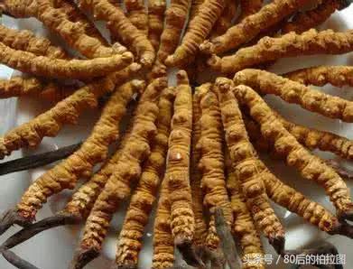 冬虫夏草凭什么这么贵？小编为你解读虫草的故事