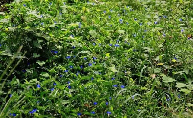 鸭跖草花的图片,紫鸭跖草花图片